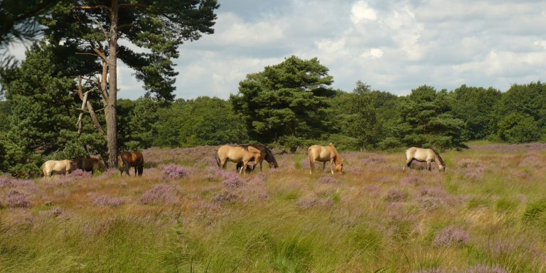 Landschap met heide en paarden in Nationaal Park De Meinweg