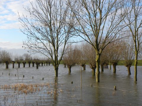 Bomen die deels onderwater staan