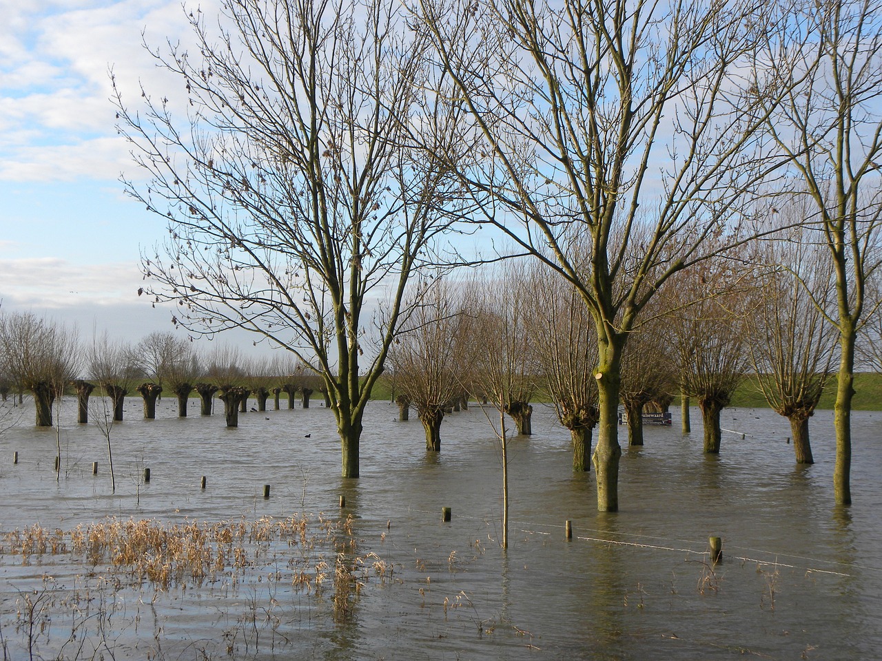 Bomen die deels onderwater staan