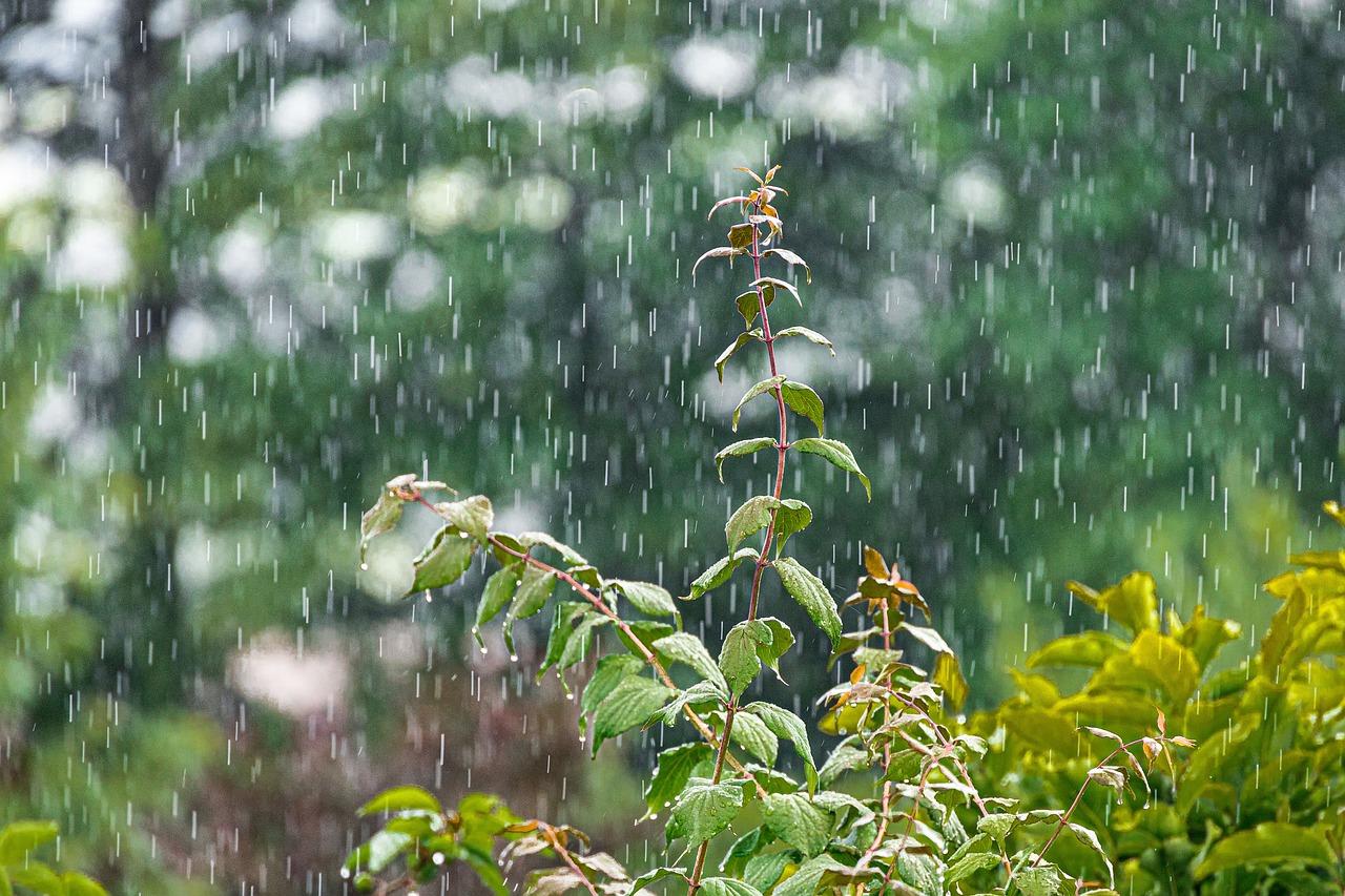 Regen valt neer op planten