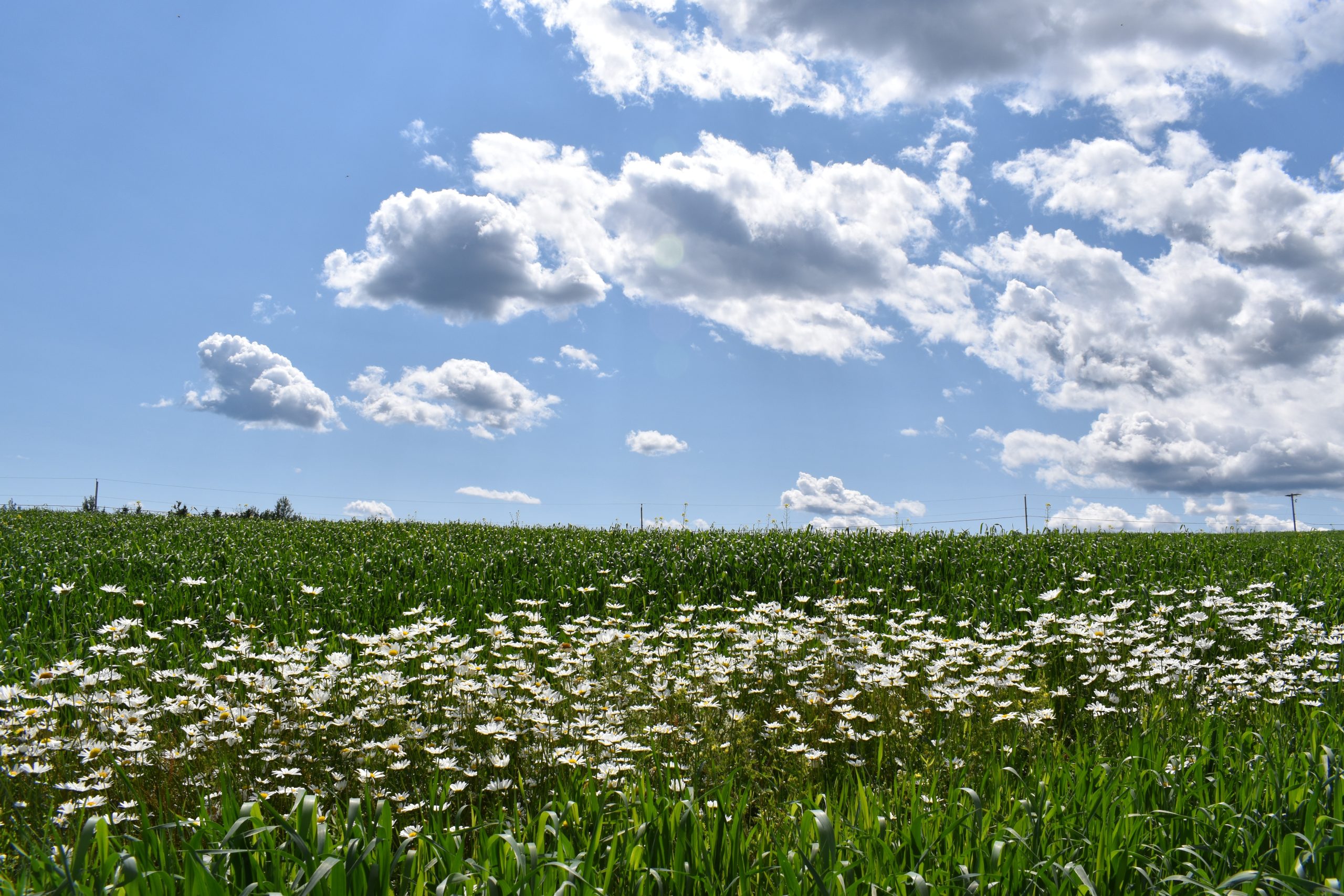 landbouw met bloemenveld