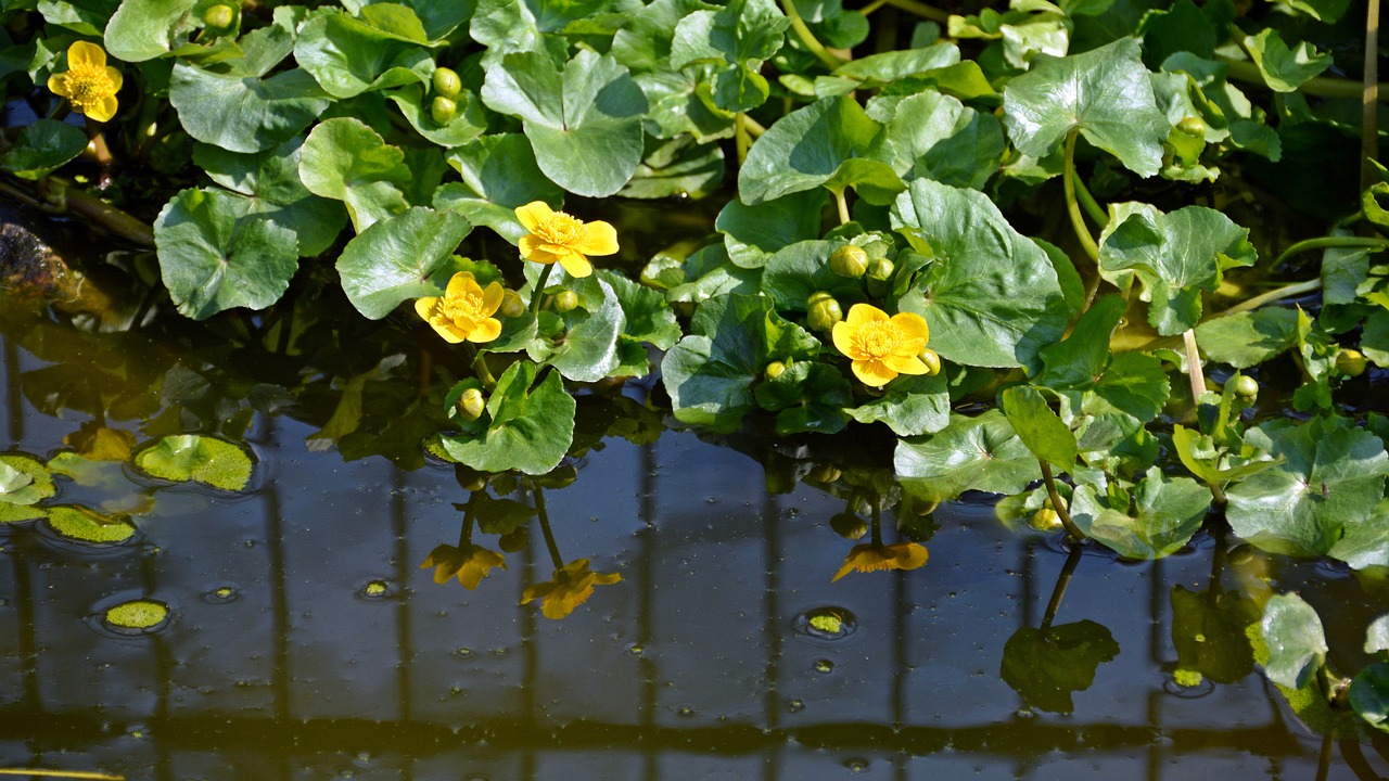 dotterbloem
