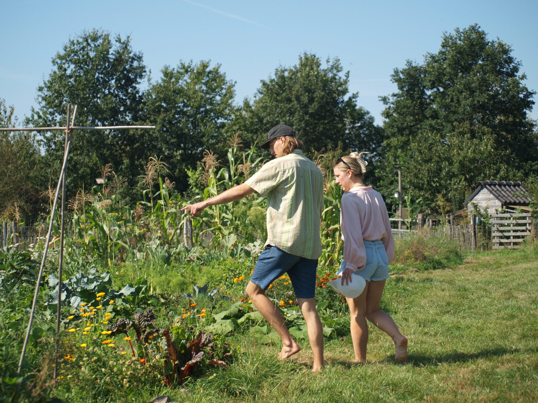 Twee mensen lopen door een groene moestuin met bloemen en maisplanten op een zonnige dag.