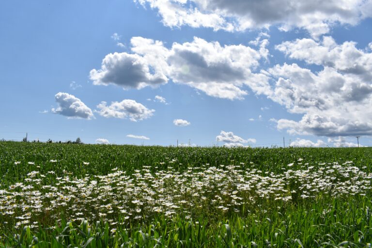 Veld met witte bloemen onder een blauwe lucht met witte wolken.