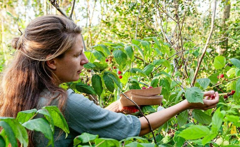 Vrouw plukt frambozen in een groene tuin; houdt een bakje vast.