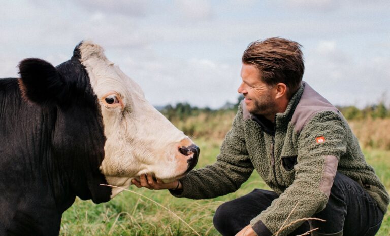 Man in fleece trui aait koe in een groene weide, zonnige dag.