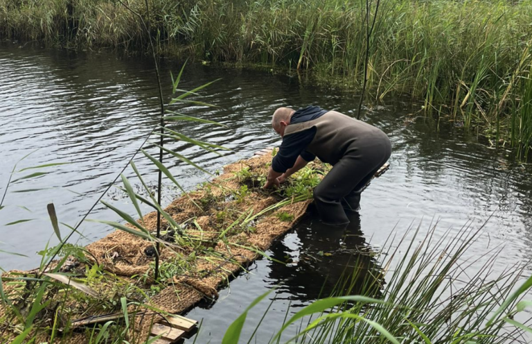 Persoon plant op drijvend eiland in waterrijk gebied met riet.
