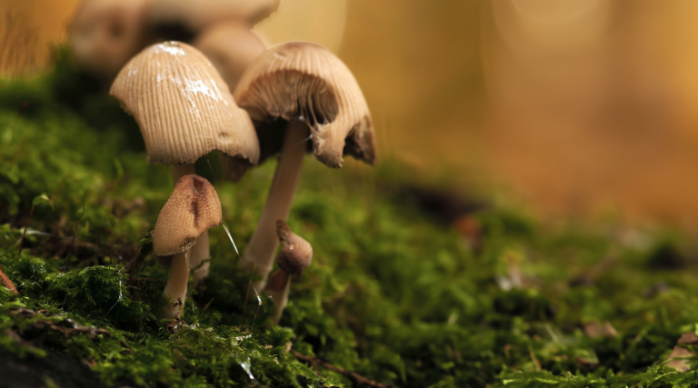 Bruine paddenstoelen en mos op de grond met een wazige, warme achtergrond.