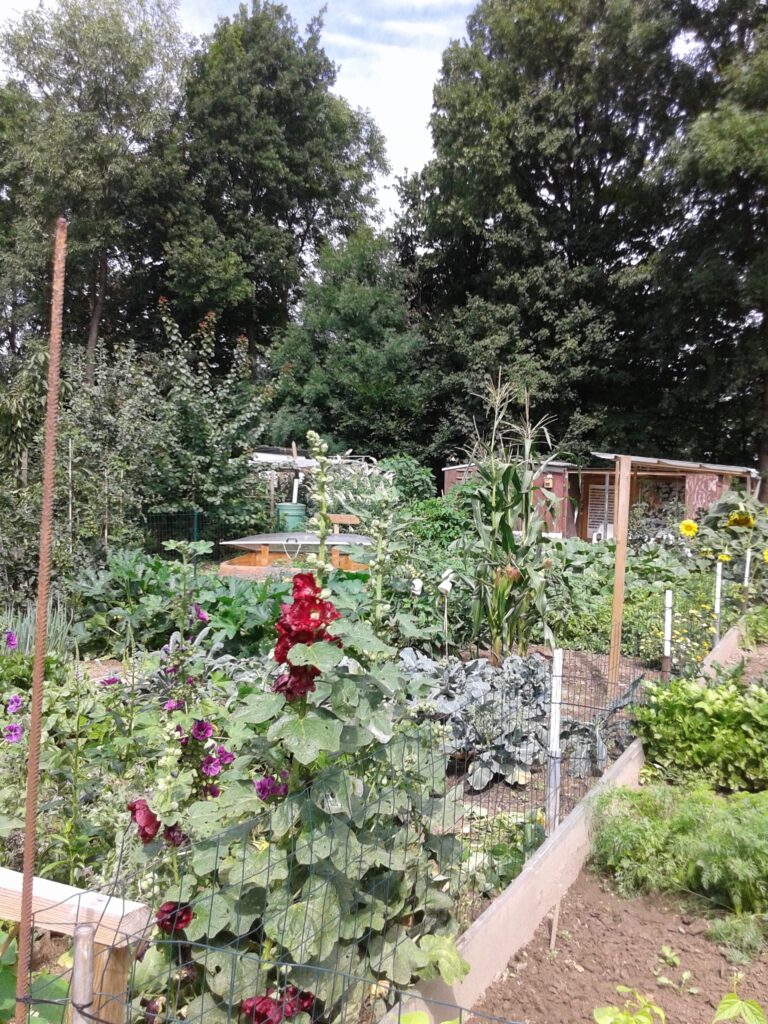 Volle moestuin met diverse gewassen, omgeven door bomen en een houten schuurtje.