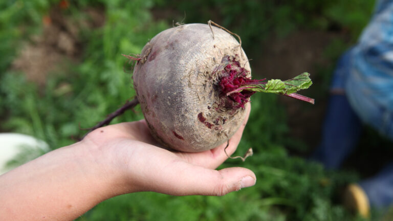 Hand houdt een grote, vuile rode biet boven groene achtergrond vast.