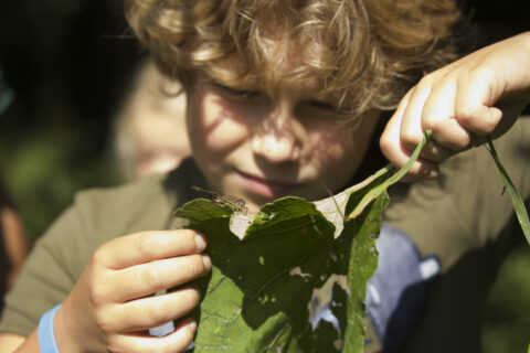 Kind bestudeert insect op groot groen blad in zonlicht.