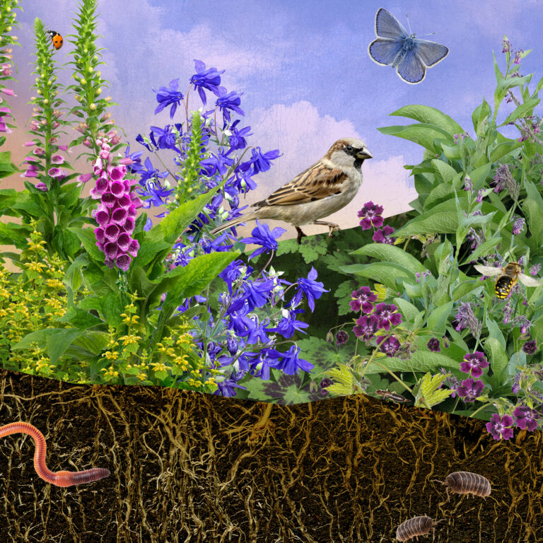 Sperwer tussen bloemen met bij, vlinder en lieveheersbeestje; aarde toont worm en pissebedden.