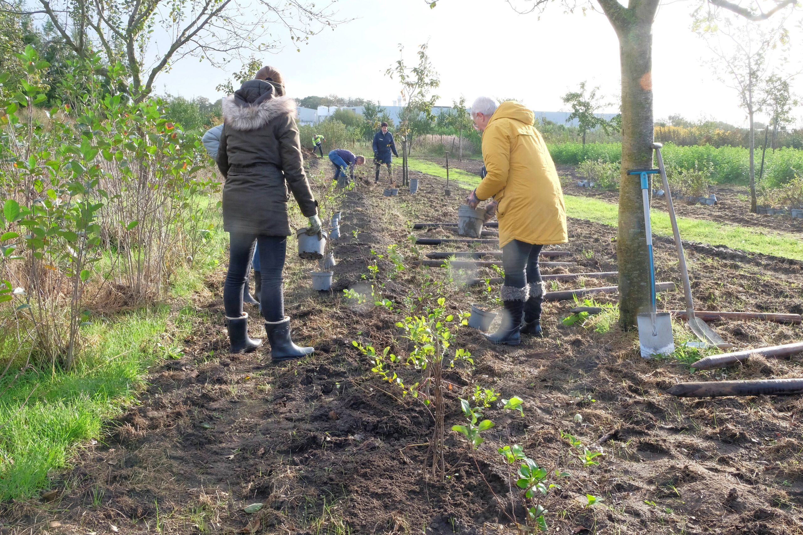 Mensen planten jonge bomen in een rij op een boerderij, met schoppen langs de kant.