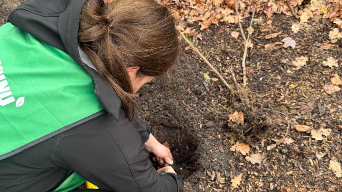 Persoon plant een boom in bosgrond, groen hesje, herfstbladeren op de grond.