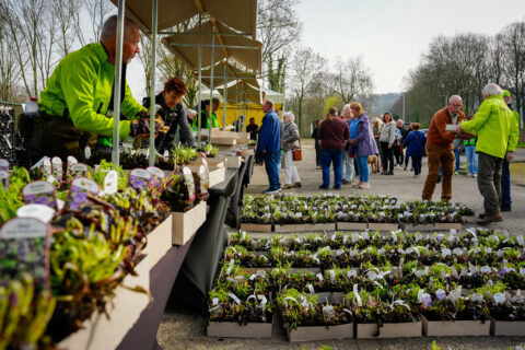 Buitenmarkt met planten in kartonnen dozen en mensen die langs kraampjes lopen.