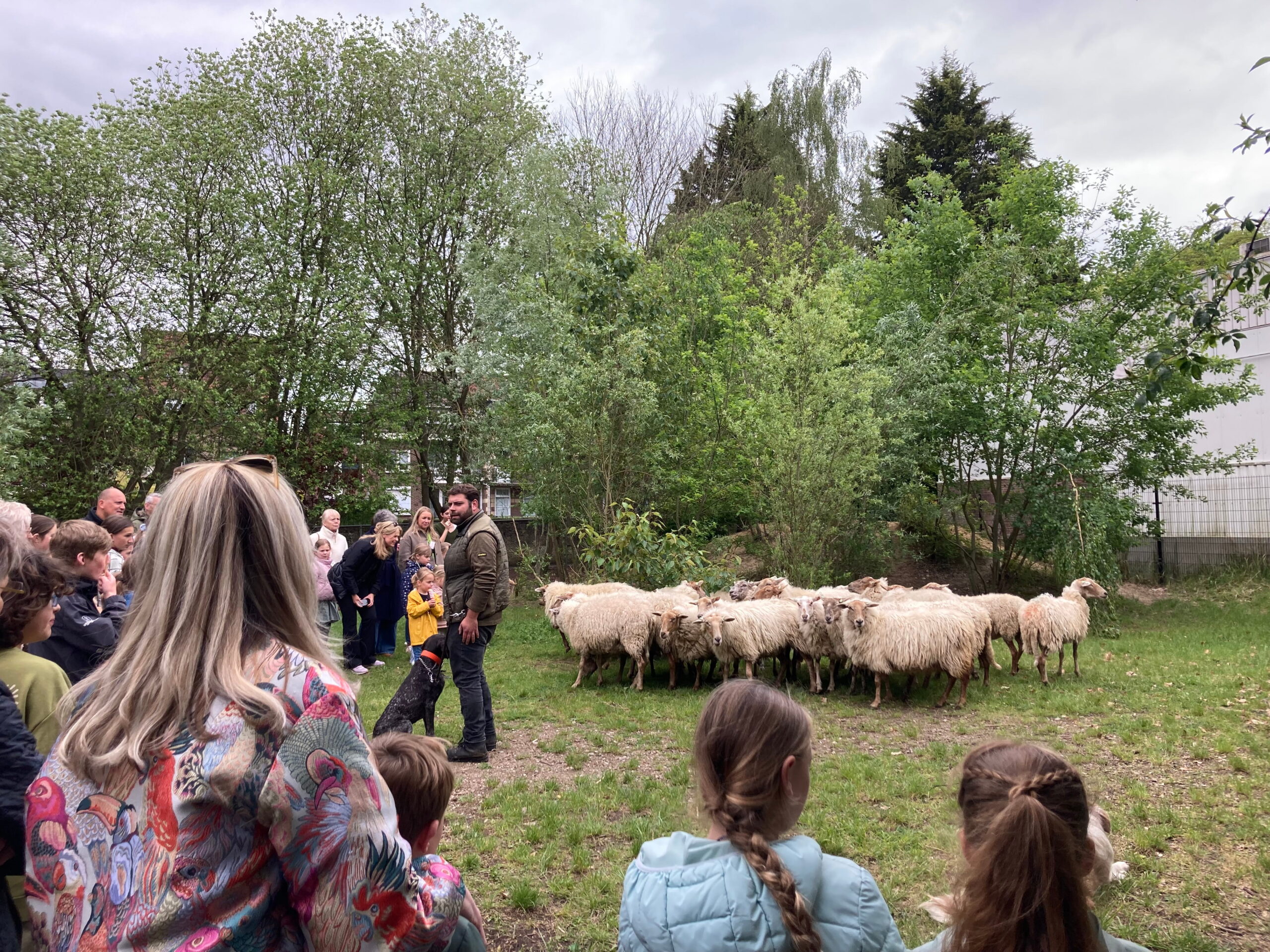 Mensen kijken naar een herder met een hond die een groep schapen bijeen drijft.