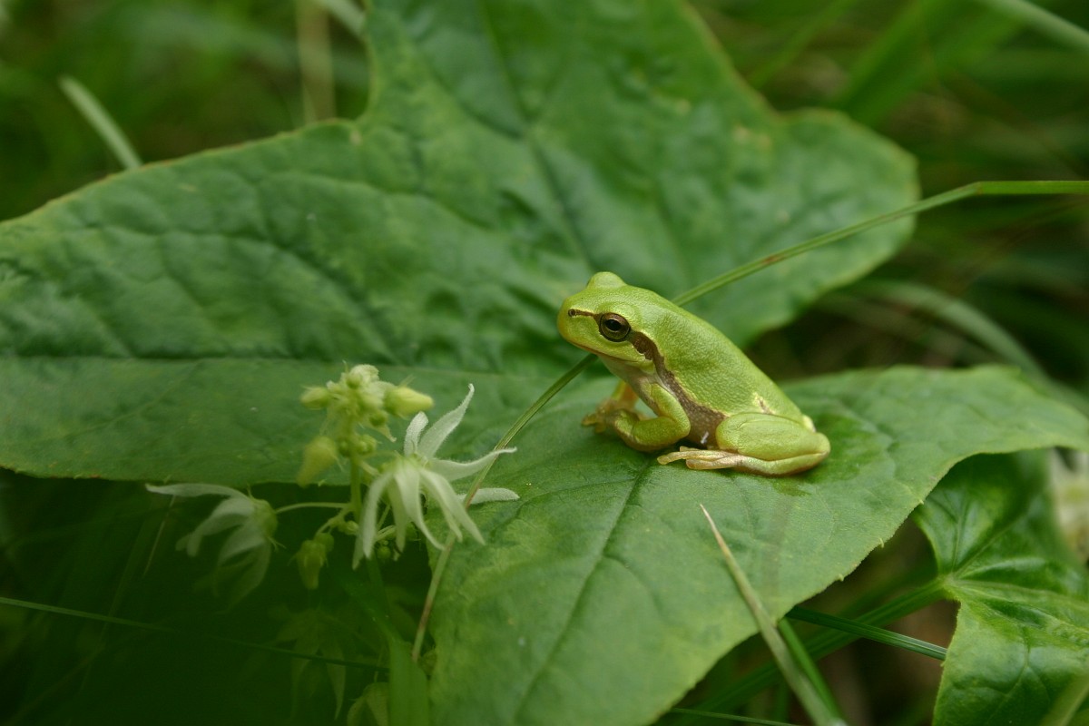 Kleine groene kikker zit op een groot blad, omringd door zachte bloemen.