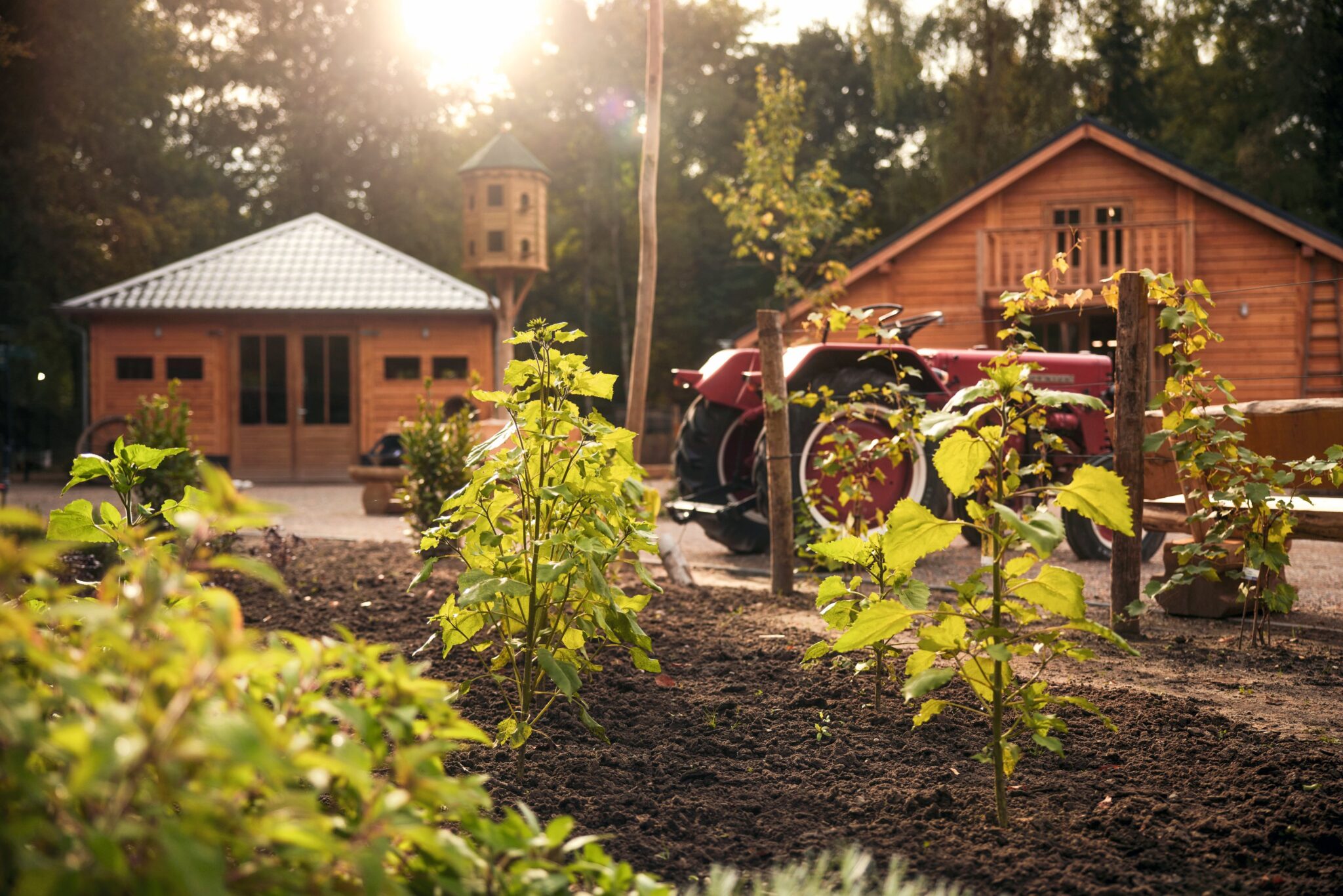 Moestuin met jonge planten, een rode tractor, houten schuurtje en vogelhuisje in de zon.
