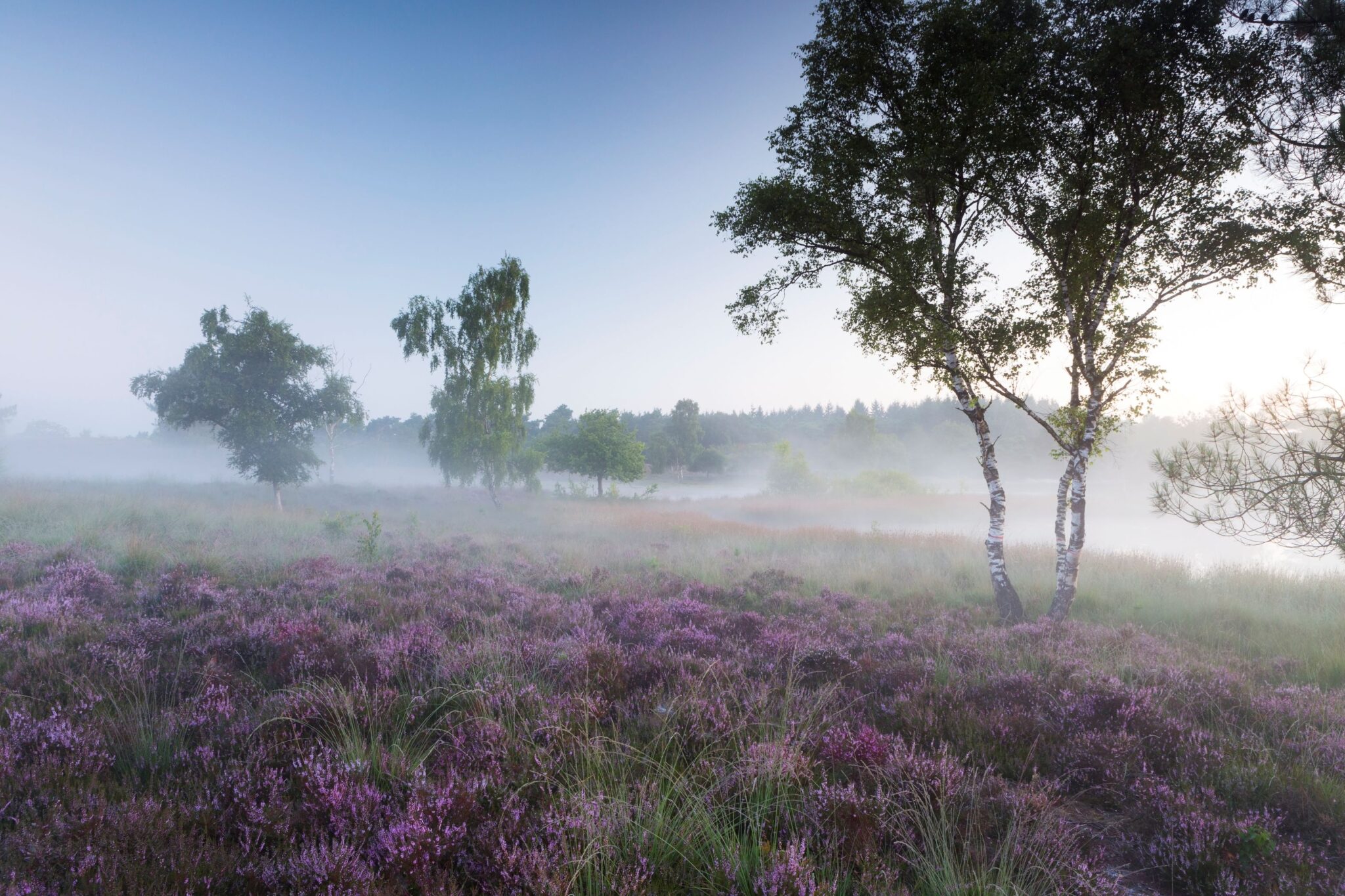 Mistige heide met paarse bloemen en enkele bomen onder blauwe lucht.