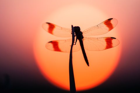 Lezing: Insecten, groots in het klein.