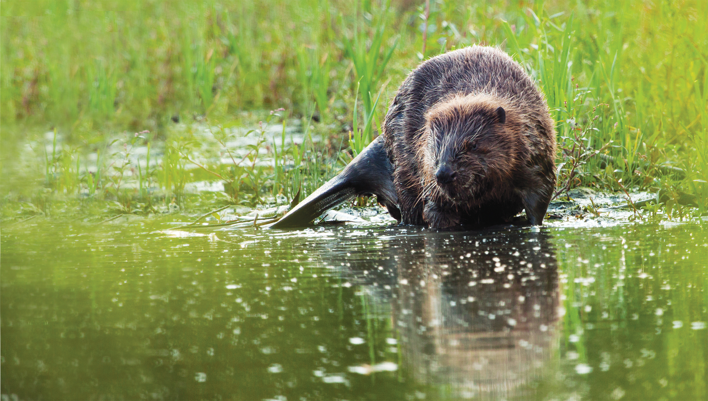 Bever in de Biesbosch