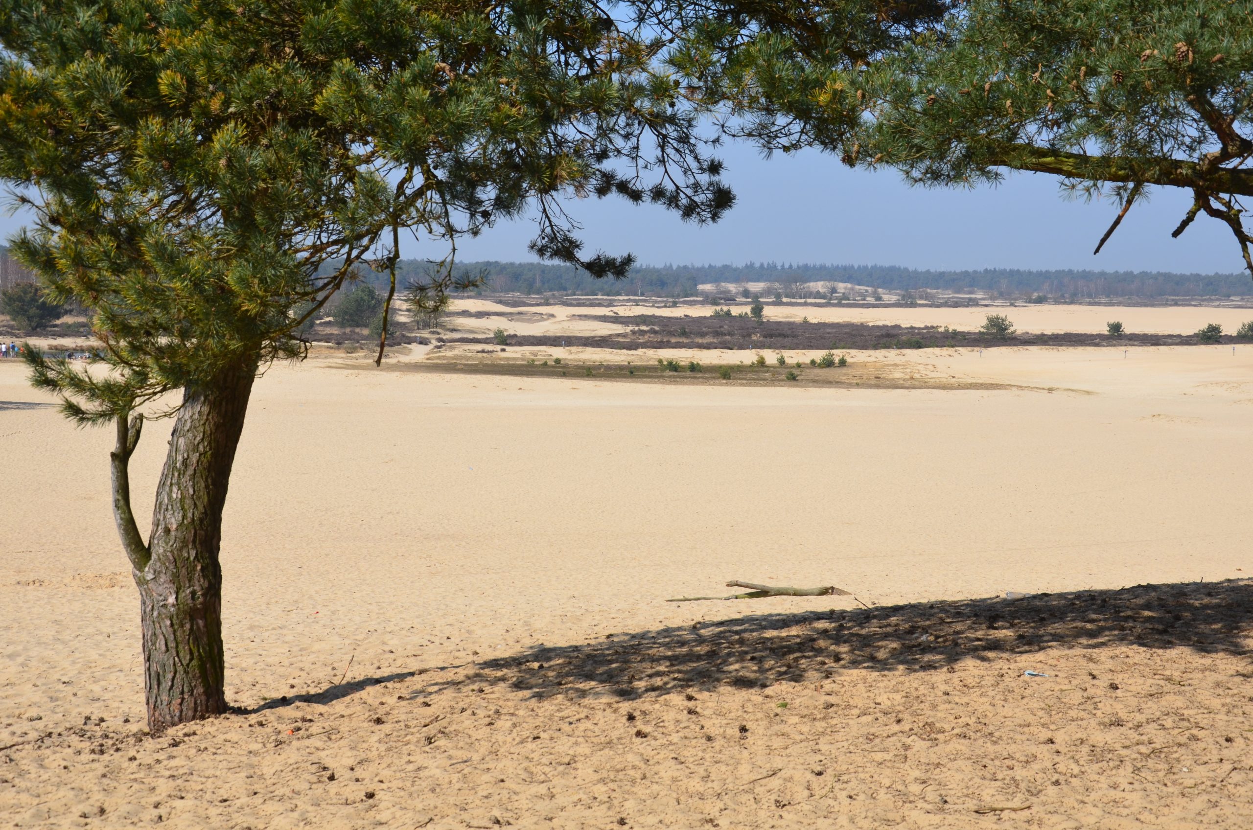 Duinlandschap in Nationaal Park De Loonse en Drunense Duinen