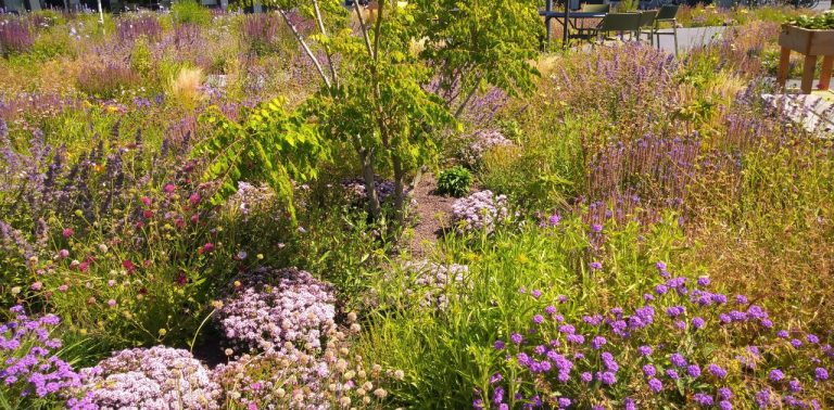 Een kleurrijke bloementuin met paarse en roze bloemen onder een groene boom. Patio op de achtergrond.