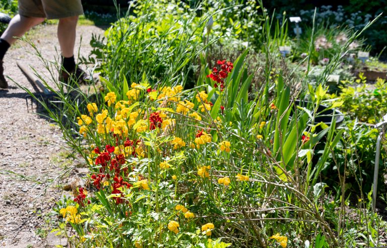 Tuin vol bloemen bij Groene GGZ