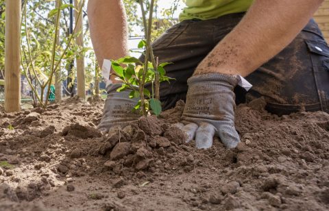 Persoon met handschoenen plant een plantje in een Tuiny Forest