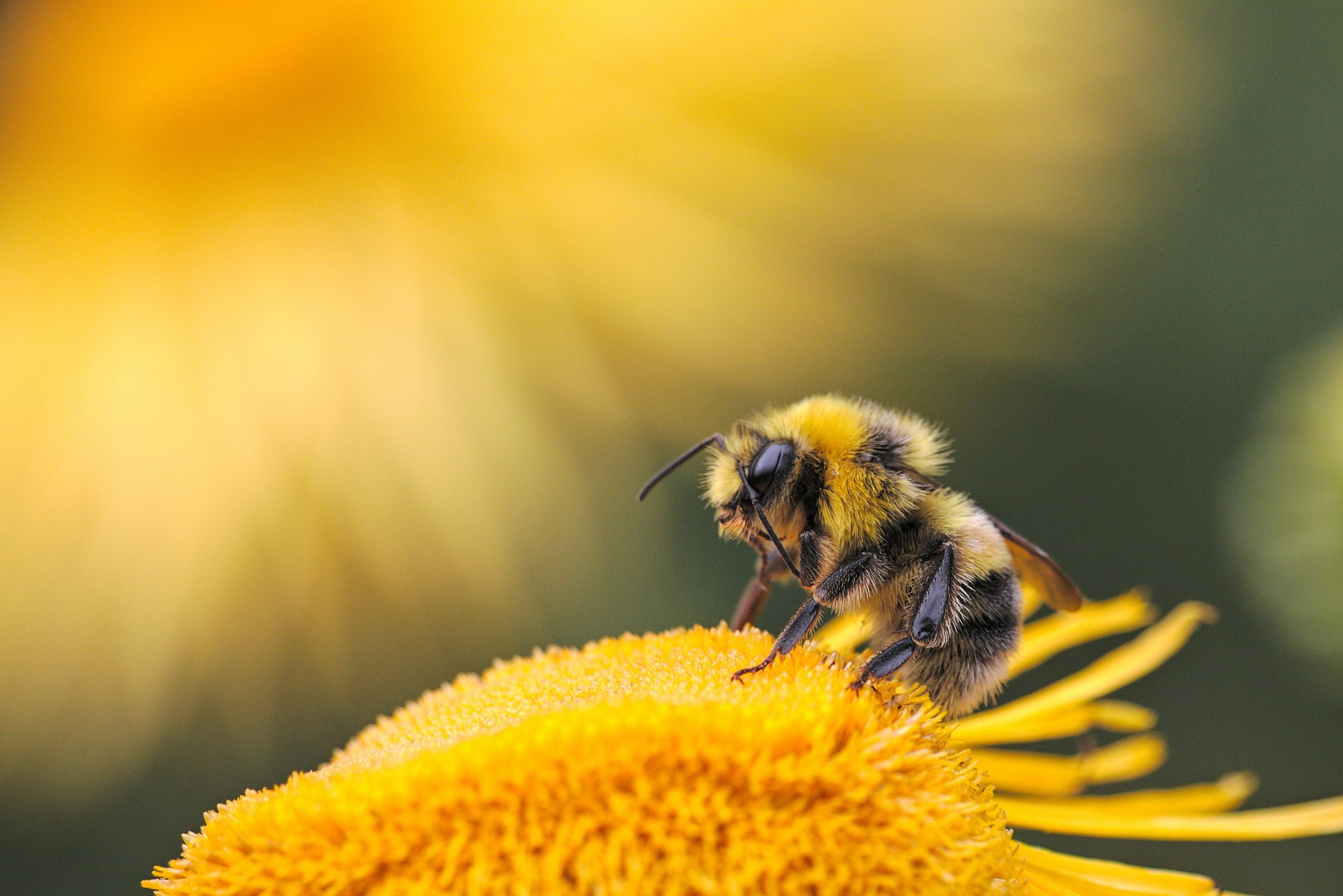 Hommel op bloem