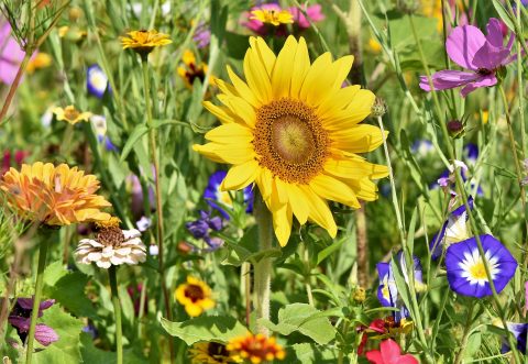 Zonnebloem en kleurrijke wilde bloemen in een zomerse, groene tuin.