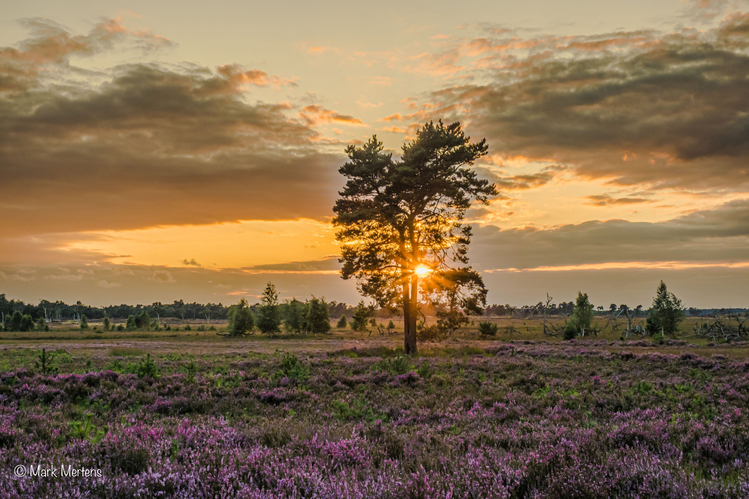 Boom in heideveld bij zonsondergang met paarse bloemen en een oranje lucht.