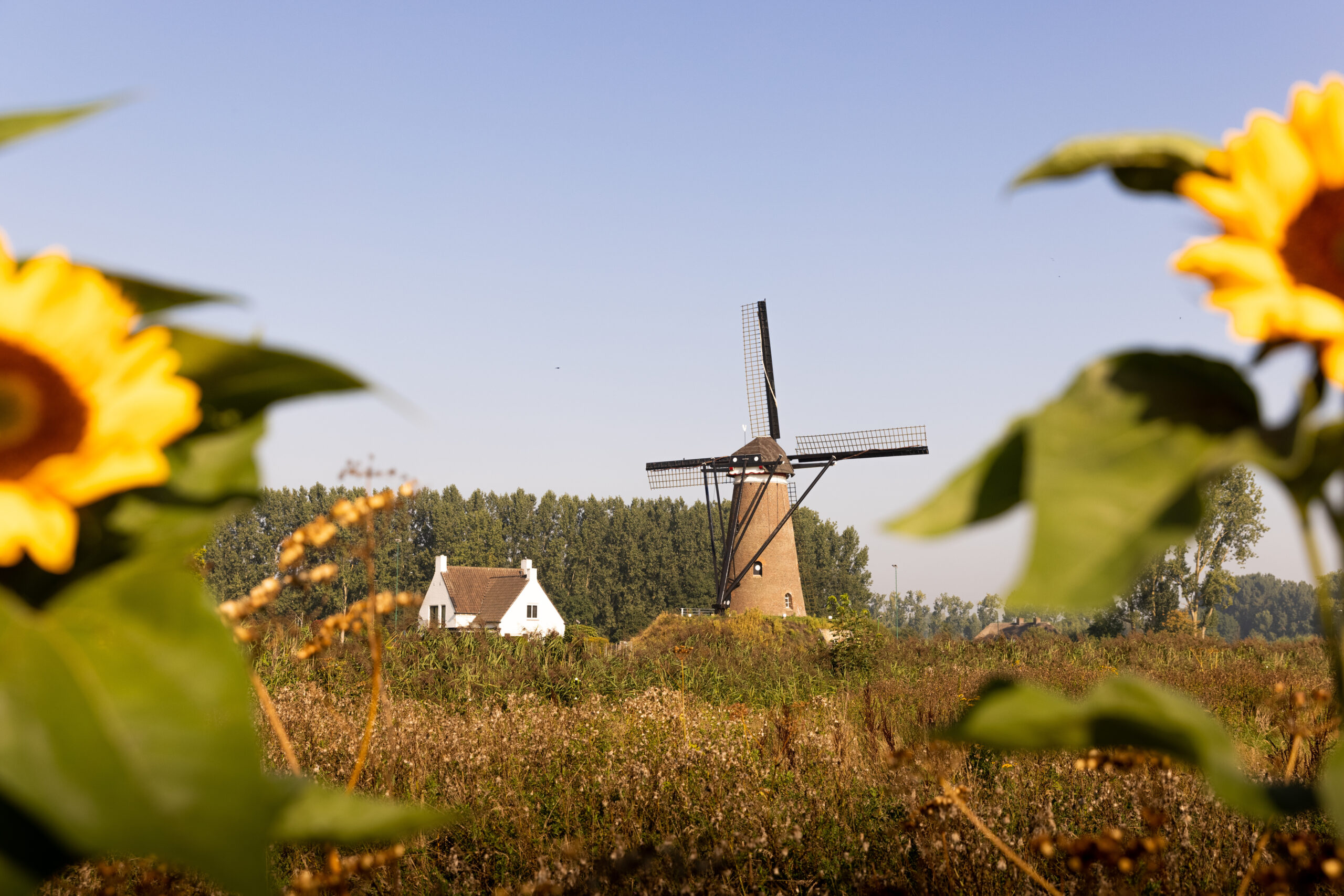 Windmolen en huisje, omringd door zonnebloemen en groen, tegen een heldere lucht.
