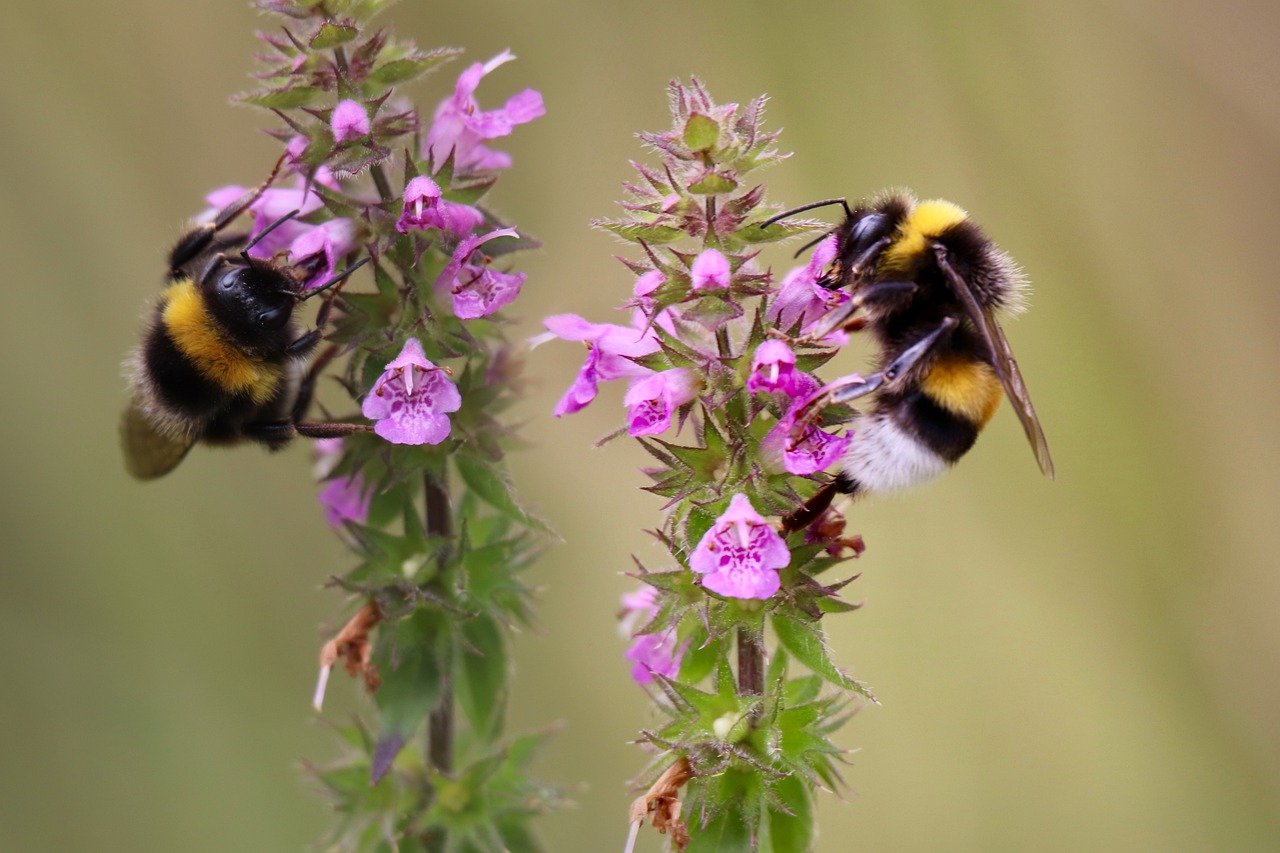 Twee hommels bestuiven paarse bloemen tegen een zachte, onscherpe achtergrond.