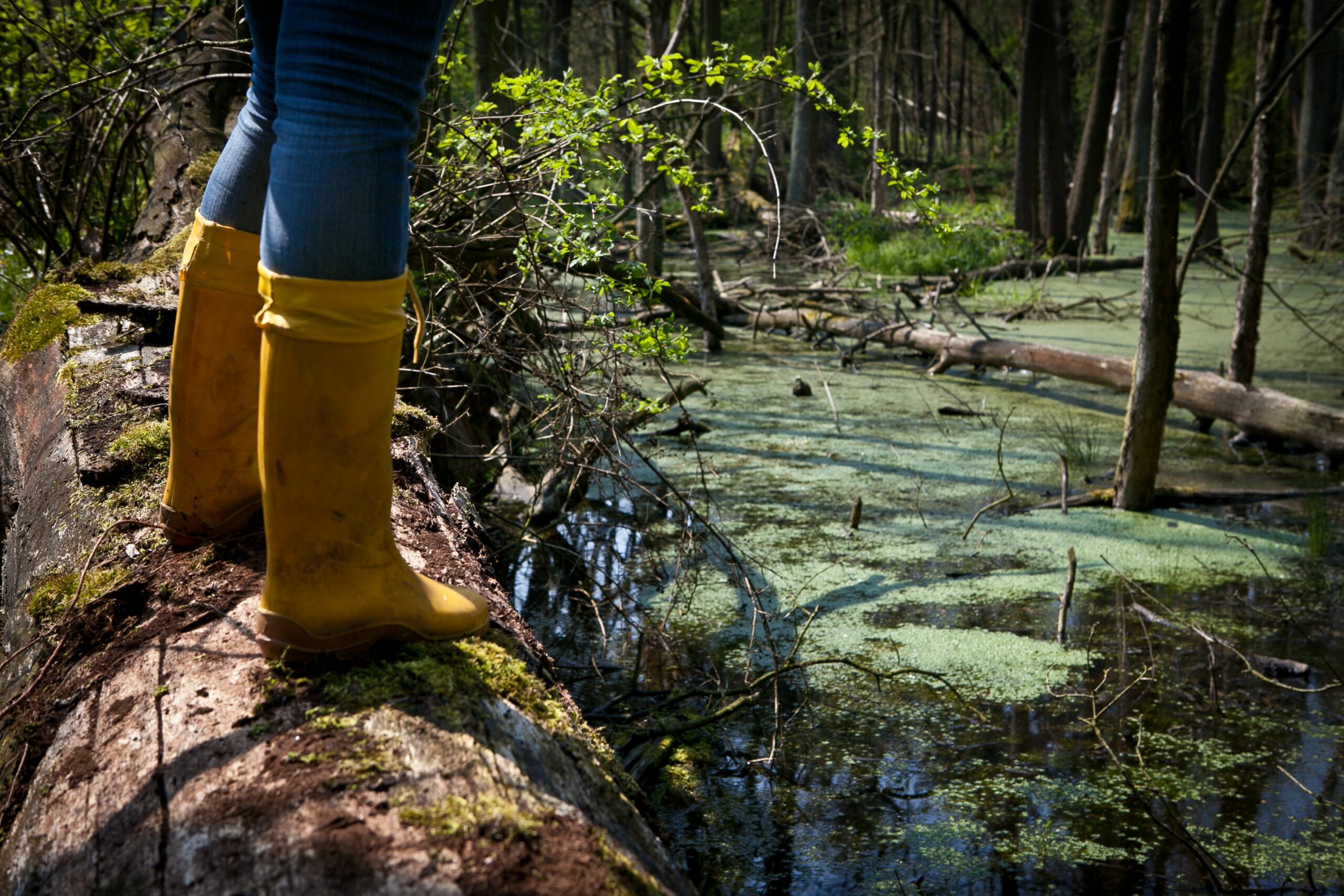Persoon in gele laarzen staat op een boomstam boven een moeras met water en groene algen.