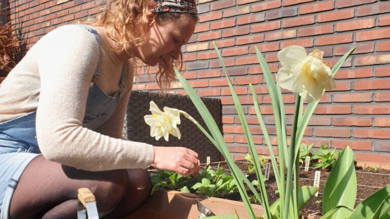 Vrouw tuiniert in een verhoogde bak met bloeiende narcissen op de voorgrond.
