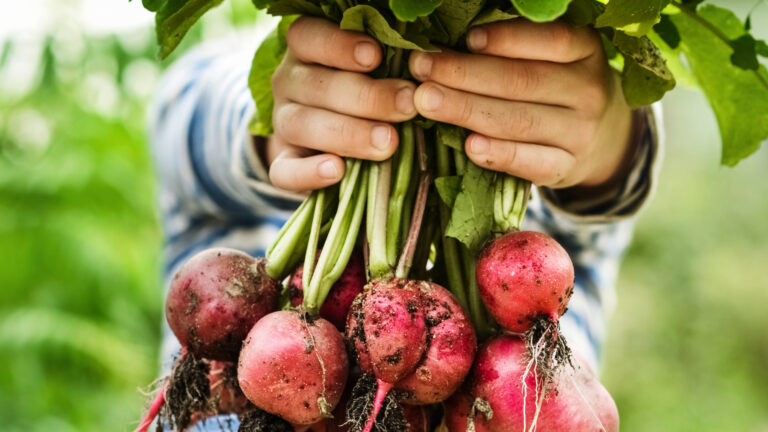 Handen houden verse radijsjes met groen op de achtergrond.