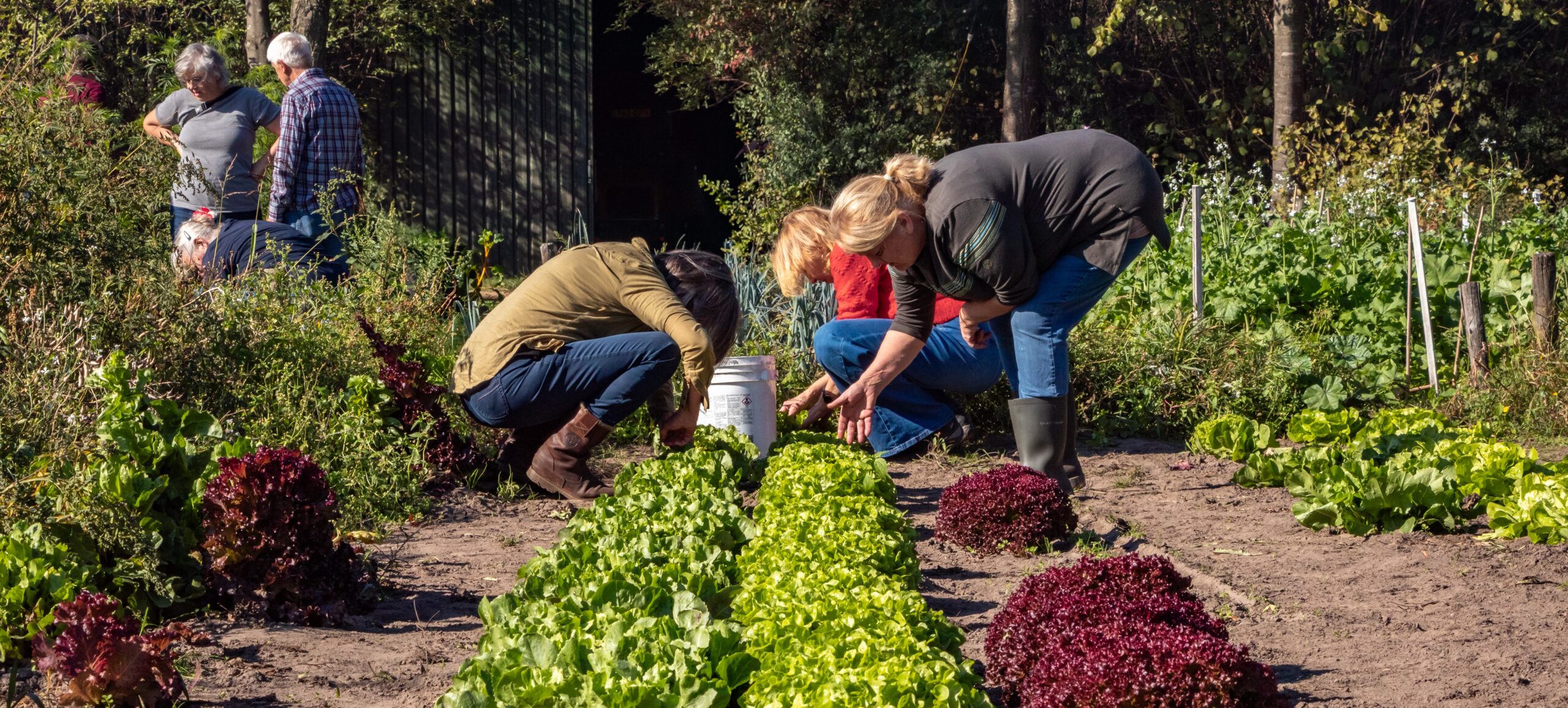 Vrijwilligers werken in de moestuin tijdens Boer zoekt Buur bij 't Schop in Hilvarenbeek
