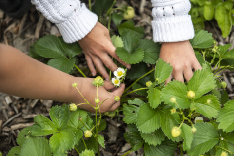 Handen onderzoeken aardbeienplant met groene bladeren en witte bloemen.