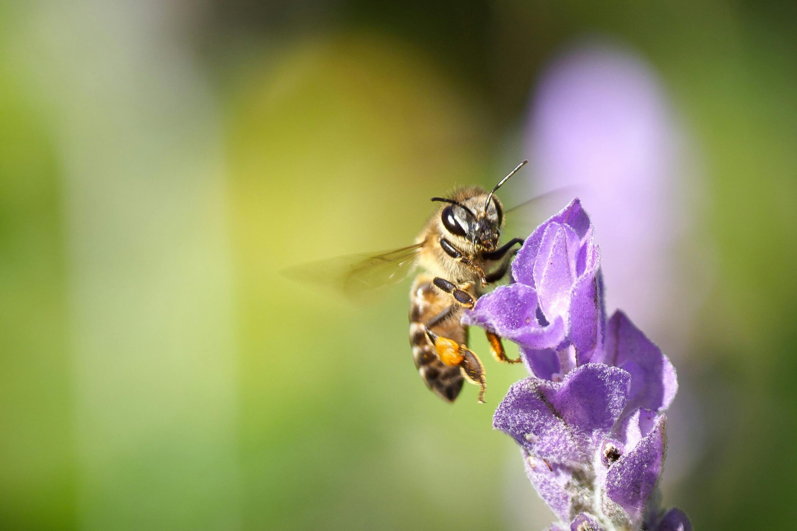 Bij op paarse bloem tegen groene achtergrond.