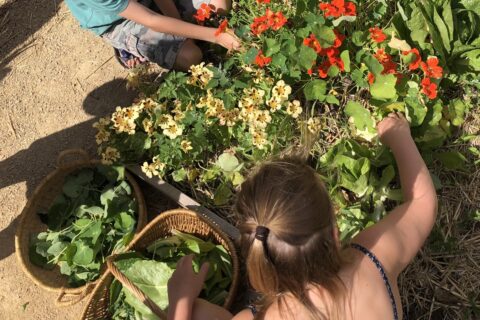Twee kinderen oogsten groenten en bloemen in een tuin, omringd door felgekleurde planten.