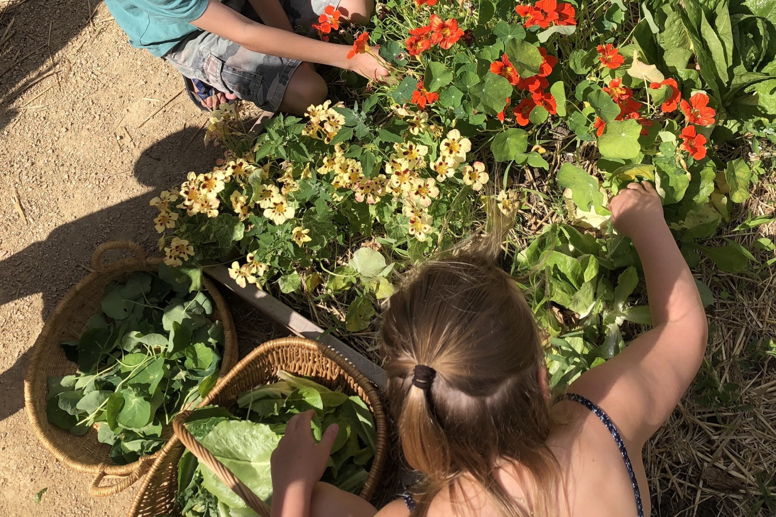 Twee kinderen oogsten groenten en bloemen in een tuin, omringd door felgekleurde planten.