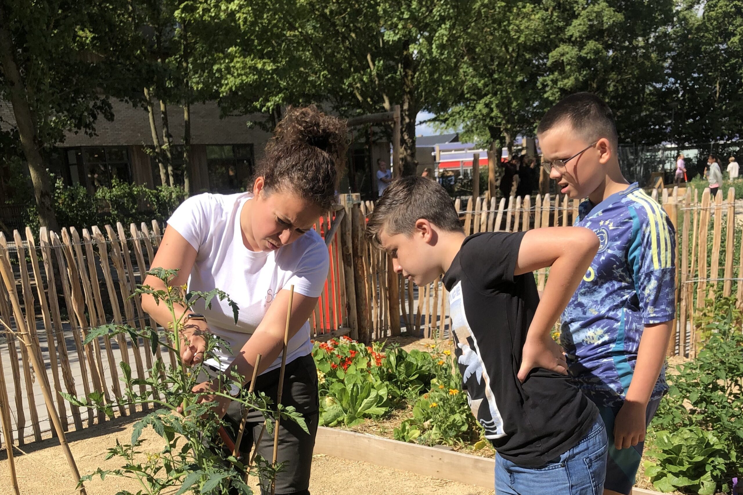 Vrouw en twee jongens inspecteren tomatenplant in een moestuin met houten hek en bomen op de achtergrond.