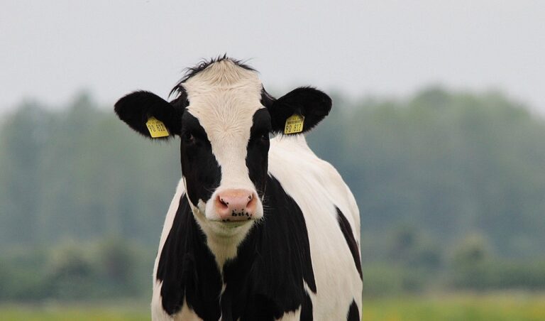 Zwart-witte koe met oormerken staart in de camera, met een groene achtergrond en bewolkte lucht.