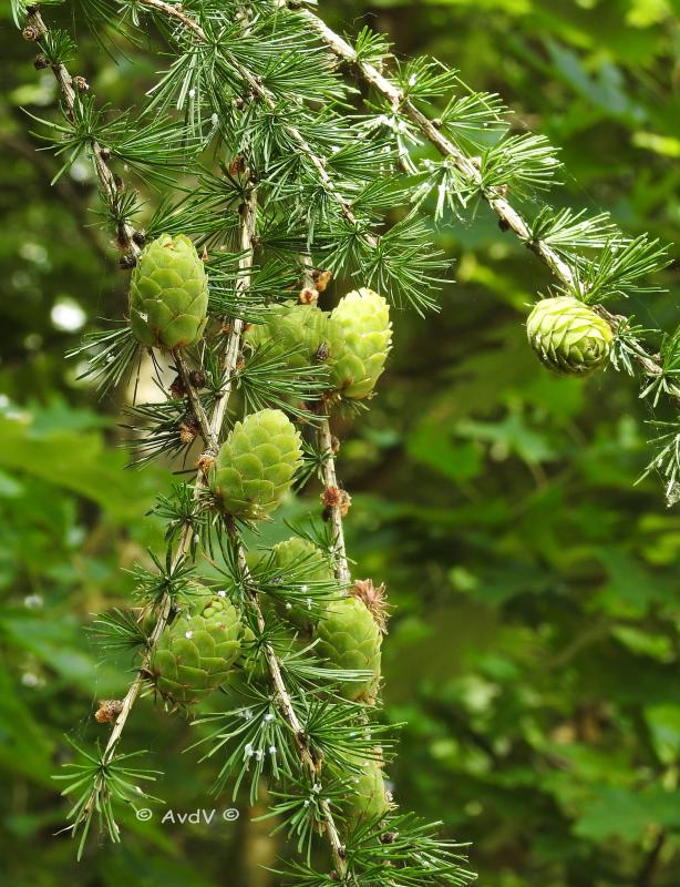 Groene dennenappels aan takken met naalden, omringd door groen gebladerte.