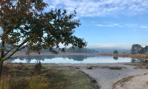 Boom aan de rand van een rustige vijver met reflecties onder een bewolkte blauwe hemel.