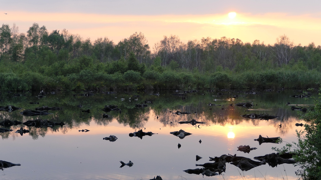 Zonsondergang boven moeras met weerspiegeling in het water, omringd door bomen en struiken.