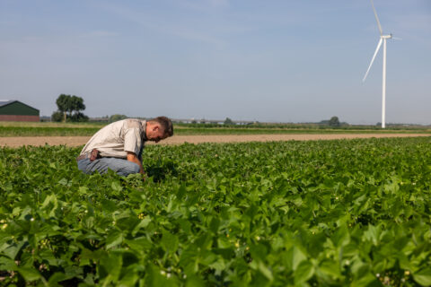 Man inspecteert gewassen op een veld met een windmolen in de achtergrond onder een blauwe lucht.