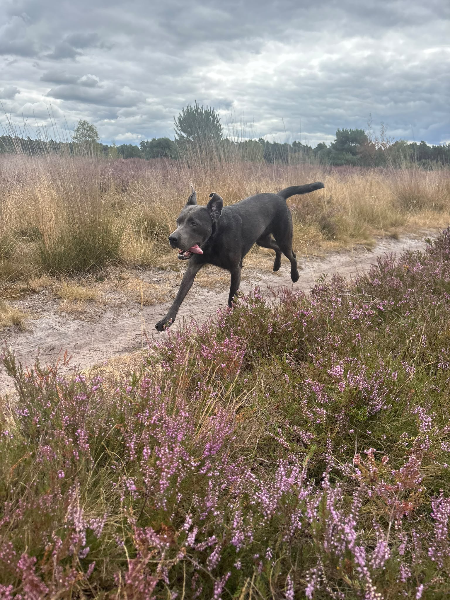 Een zwarte hond rent op een stoffig pad door de heide onder een bewolkte lucht.