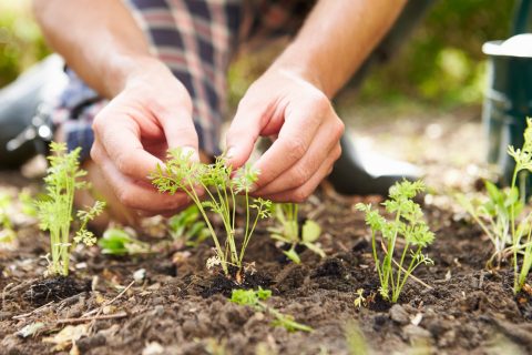 Moestuinieren voor beginners